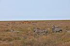 plains zebras and elands