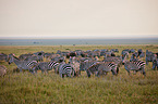 plains zebras