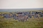 plains zebras