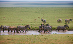 plains zebras