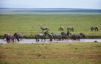 plains zebras