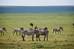 plains zebras