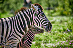 plains zebras