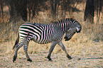 plains zebra