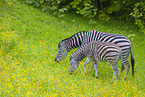 plains zebras