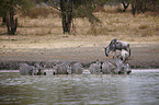plains zebra