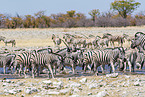 plains zebras
