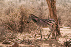 plains zebra