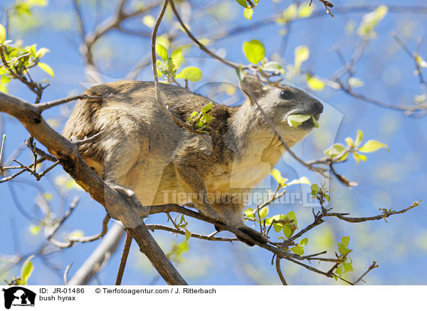 Buschschliefer / bush hyrax / JR-01486
