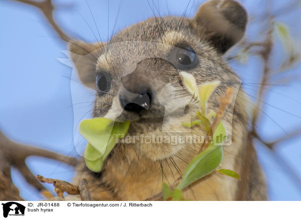 bush hyrax / JR-01488