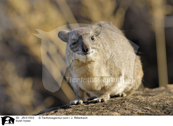 bush hyrax / JR-01503