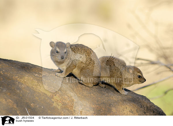 Buschschliefer / bush hyraxes / JR-01504