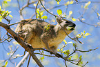 bush hyrax