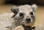 bush hyrax
