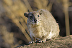bush hyrax