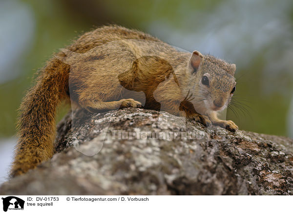 tree squirell / DV-01753