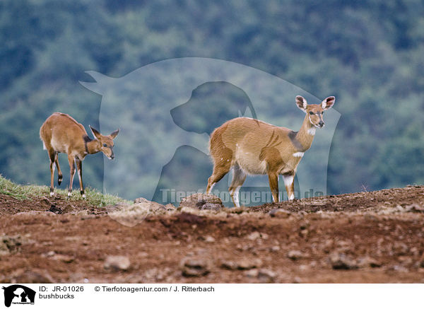Buschbcke / bushbucks / JR-01026