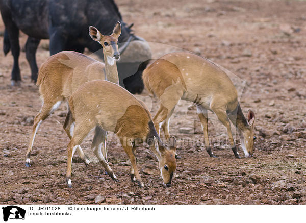 weibliche Buschbcke / female bushbucks / JR-01028
