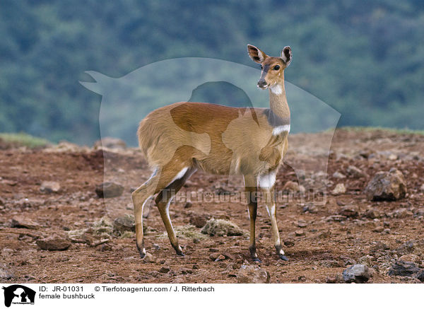 female bushbuck / JR-01031