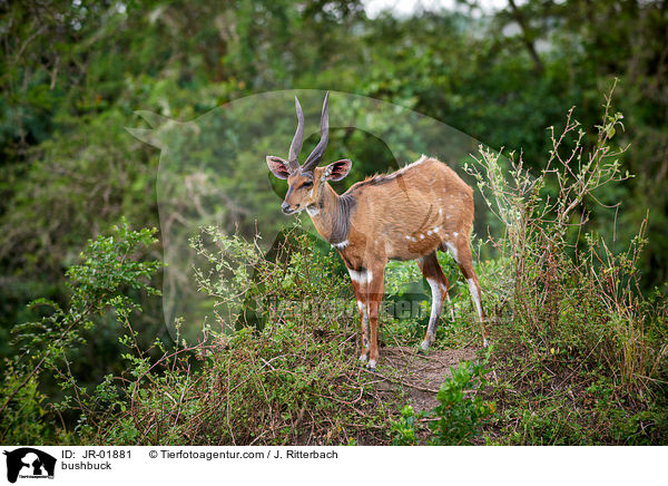 Buschbock / bushbuck / JR-01881
