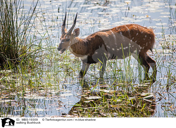 laufende Schirrantilope / walking Bushbuck / MBS-19309