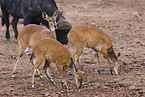 female bushbucks