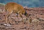 female bushbuck