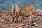 female bushbucks