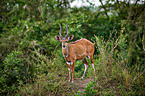 bushbuck