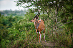 bushbuck