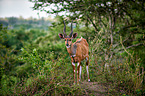 bushbuck