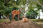 bushbucks
