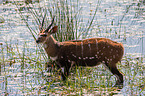 standing Bushbuck