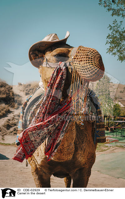 Camel in the desert / CDE-02929