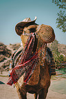 Camel in the desert