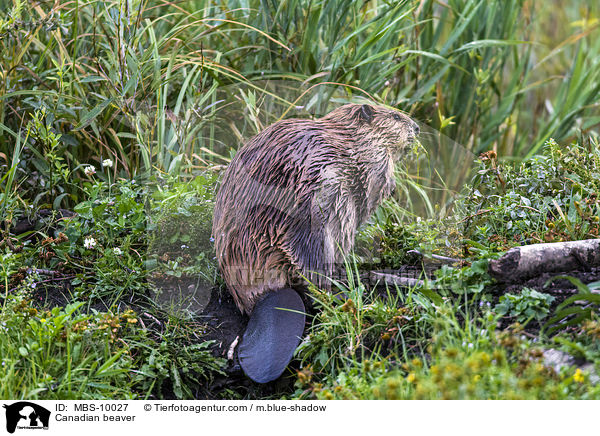 Kanadischer Biber / Canadian beaver / MBS-10027