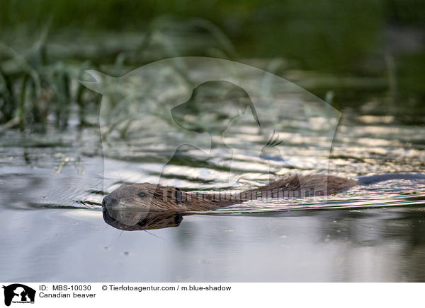 Canadian beaver / MBS-10030