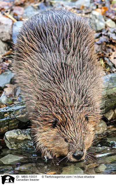 Canadian beaver / MBS-10031