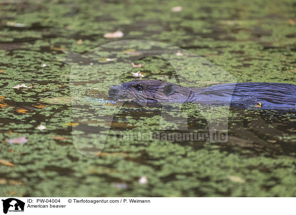 American beaver / PW-04004