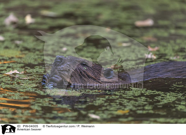 American beaver / PW-04005