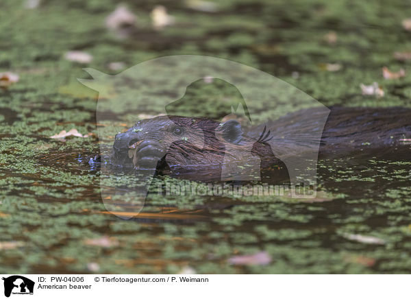 Kanadischer Biber / American beaver / PW-04006
