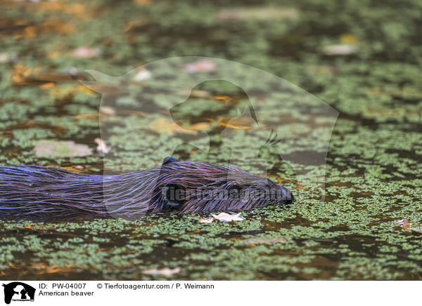 American beaver / PW-04007