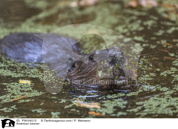 Kanadischer Biber / American beaver / PW-04013