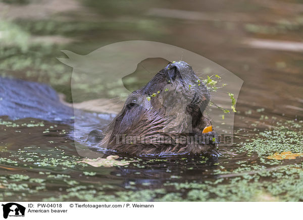 American beaver / PW-04018