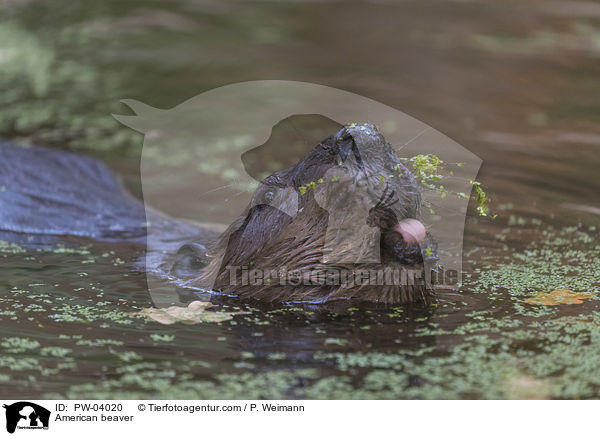 American beaver / PW-04020