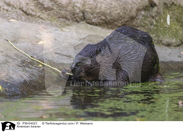 American beaver / PW-04021