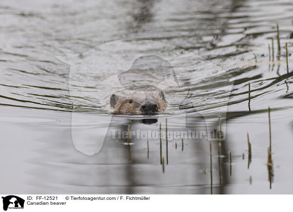Canadian beaver / FF-12521