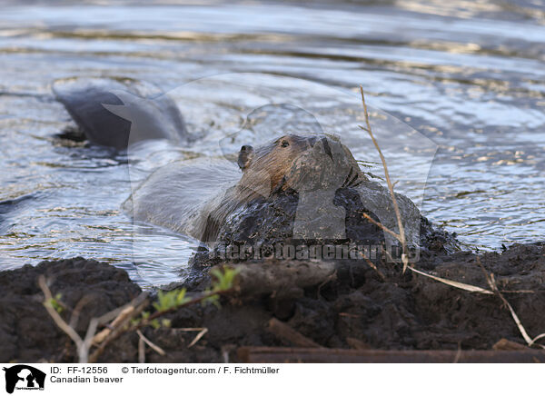 Canadian beaver / FF-12556