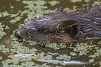 American beaver