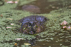 American beaver